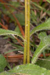 Purpledisk sunflower